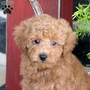Isaac, Toy Poodle Puppy
