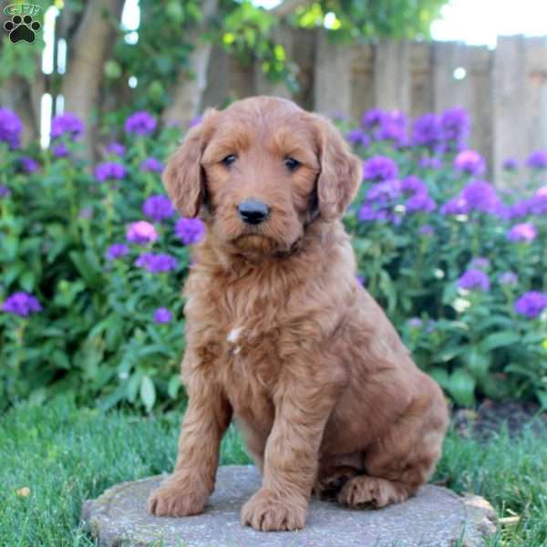 Isabella, Goldendoodle Puppy