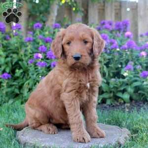 Isabella, Goldendoodle Puppy