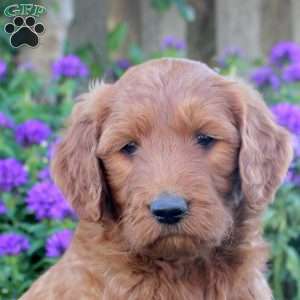 Isabella, Goldendoodle Puppy