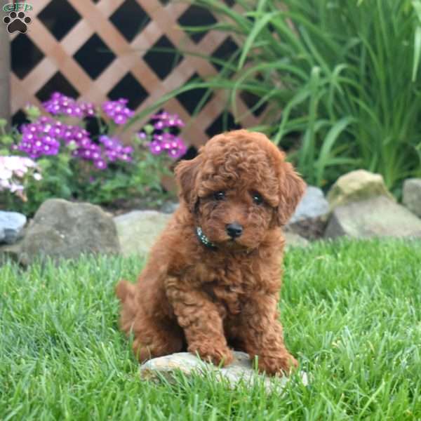 Isabelle, Miniature Poodle Puppy
