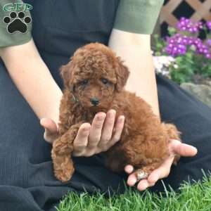 Isabelle, Miniature Poodle Puppy