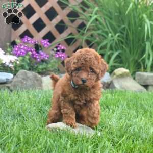 Isabelle, Miniature Poodle Puppy