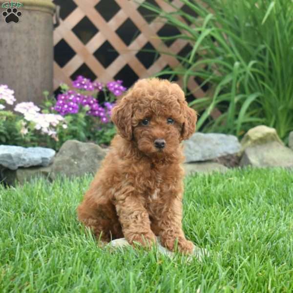 Isaiah, Miniature Poodle Puppy