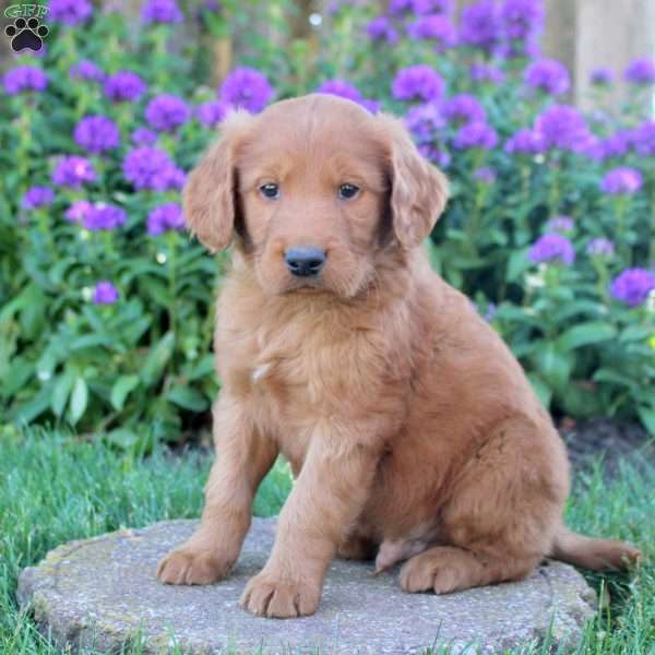 Isaiah, Goldendoodle Puppy