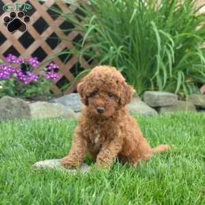 Isaiah, Miniature Poodle Puppy