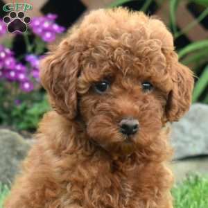 Isaiah, Miniature Poodle Puppy