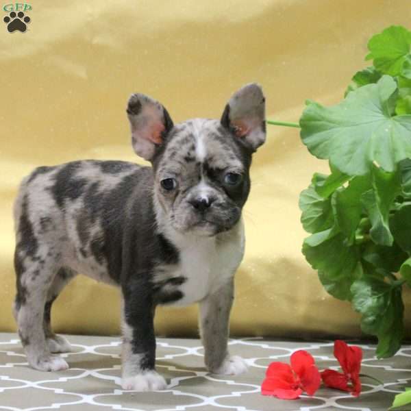Isla, Frenchton Puppy