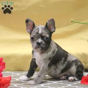 Isla, Frenchton Puppy