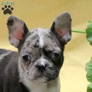 Isla, Frenchton Puppy