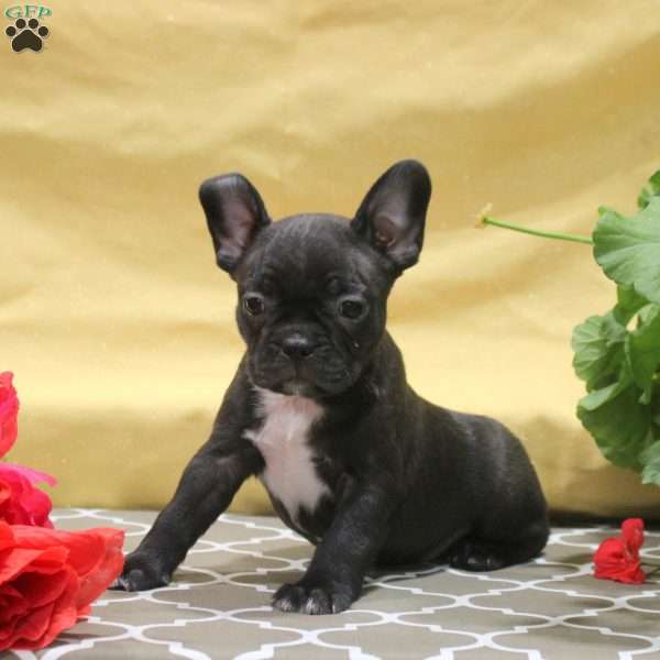 Ivan, Frenchton Puppy