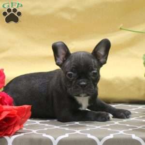 Ivan, Frenchton Puppy