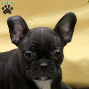 Ivan, Frenchton Puppy