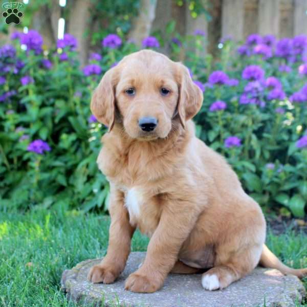 Ivory, Goldendoodle Puppy