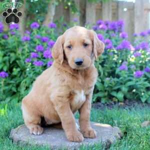 Ivory, Goldendoodle Puppy
