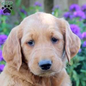 Ivory, Goldendoodle Puppy