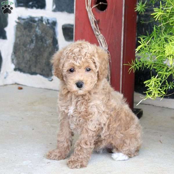 Izzie, Toy Poodle Puppy