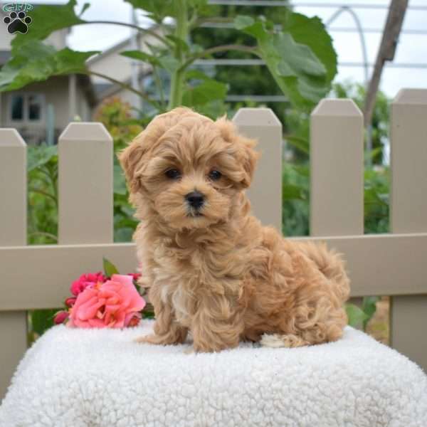 Jace, Maltipoo Puppy