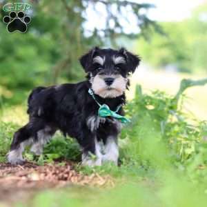 Jack, Miniature Schnauzer Puppy