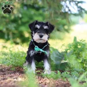 Jack, Miniature Schnauzer Puppy