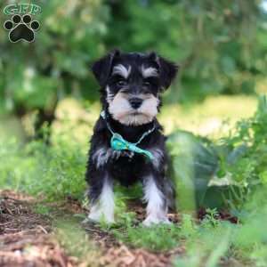 Jack, Miniature Schnauzer Puppy
