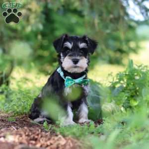 Jack, Miniature Schnauzer Puppy
