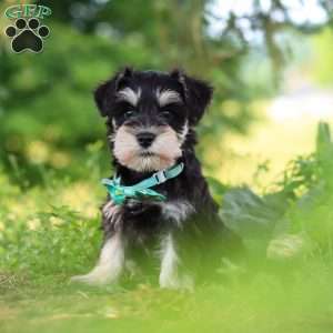 Jack, Miniature Schnauzer Puppy