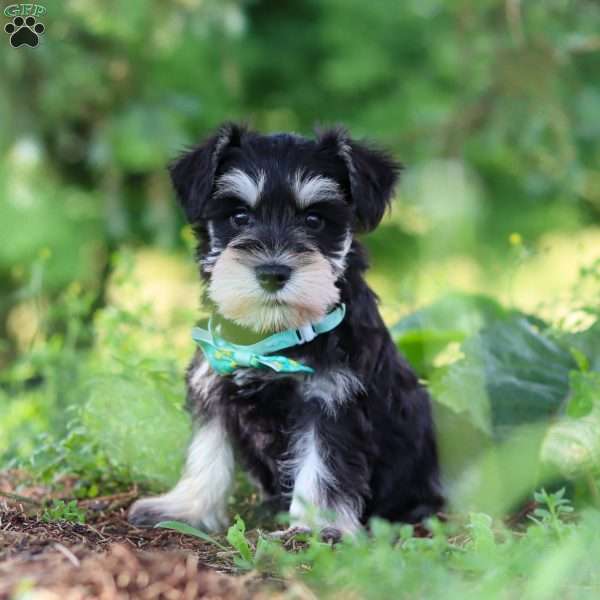 Jack, Miniature Schnauzer Puppy