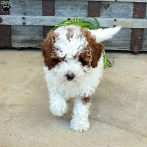 Jack, Toy Poodle Puppy