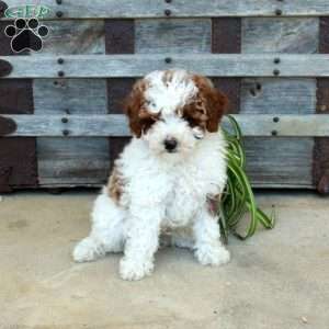 Jack, Toy Poodle Puppy