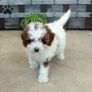 Jack, Toy Poodle Puppy