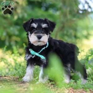 Jack, Miniature Schnauzer Puppy