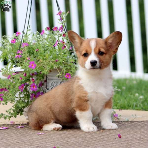 Jackie, Pembroke Welsh Corgi Puppy