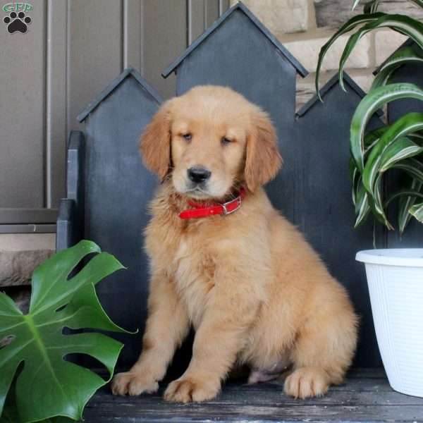 Jackson, Golden Retriever Puppy