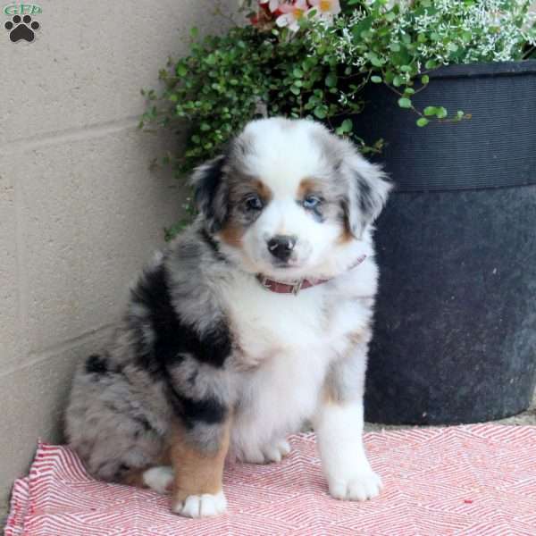Jackson, Australian Shepherd Puppy