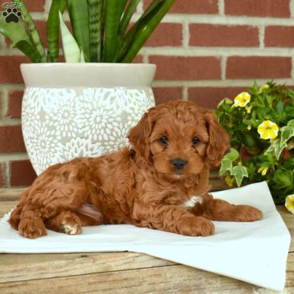 Jackson, Cavapoo Puppy
