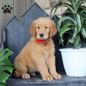 Jackson, Golden Retriever Puppy