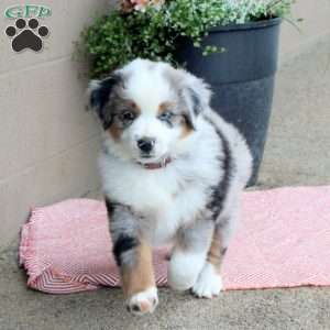 Jackson, Australian Shepherd Puppy
