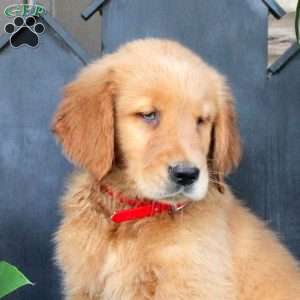 Jackson, Golden Retriever Puppy
