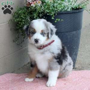 Jackson, Australian Shepherd Puppy