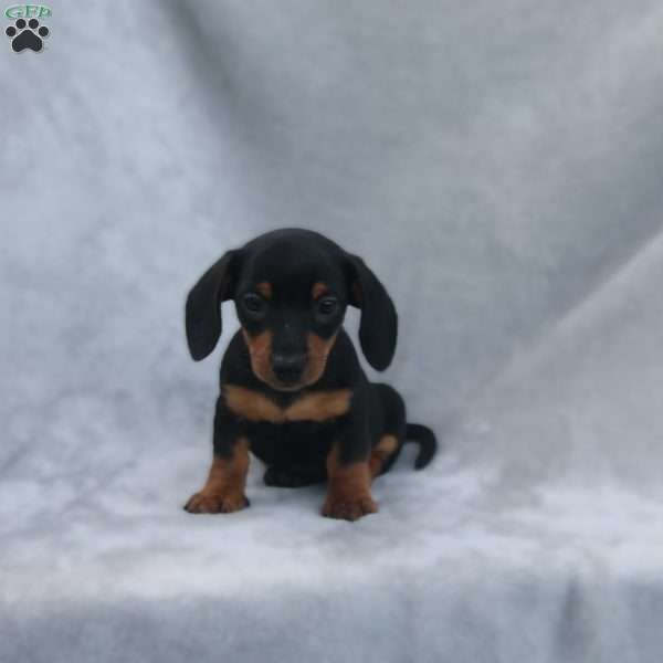 Jackson, Dachshund Puppy