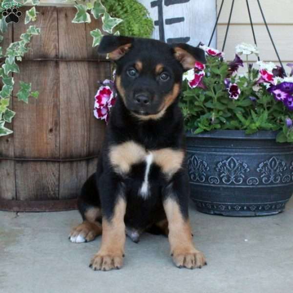 Jacky, German Shepherd Mix Puppy