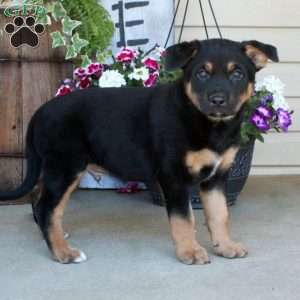 Jacky, German Shepherd Mix Puppy