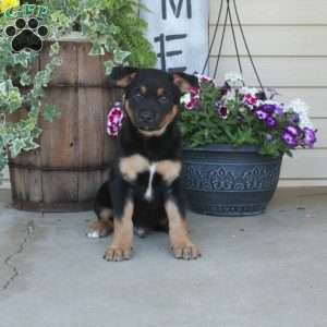 Jacky, German Shepherd Mix Puppy
