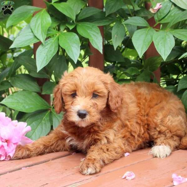 Jade, Mini Goldendoodle Puppy