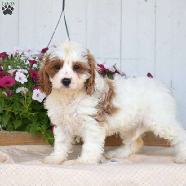Jade, Cavapoo Puppy
