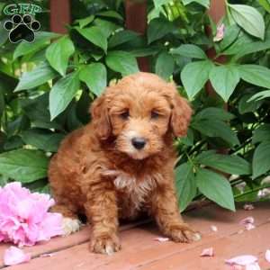 Jade, Mini Goldendoodle Puppy