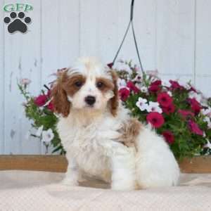 Jade, Cavapoo Puppy
