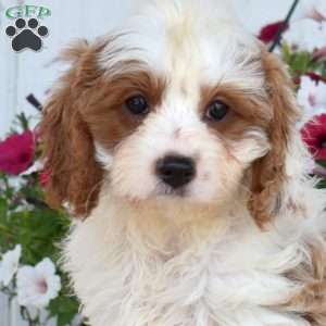 Jade, Cavapoo Puppy