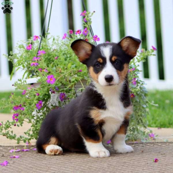 Jade, Pembroke Welsh Corgi Puppy
